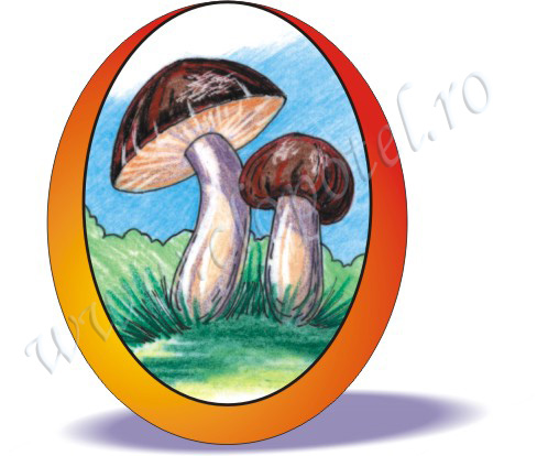 Rought boletus